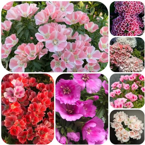 semillas de azalea de verano jardín, azalea verano para lugares soleados cortadas jardín rocas balcón perennes y resistentes 300pcs