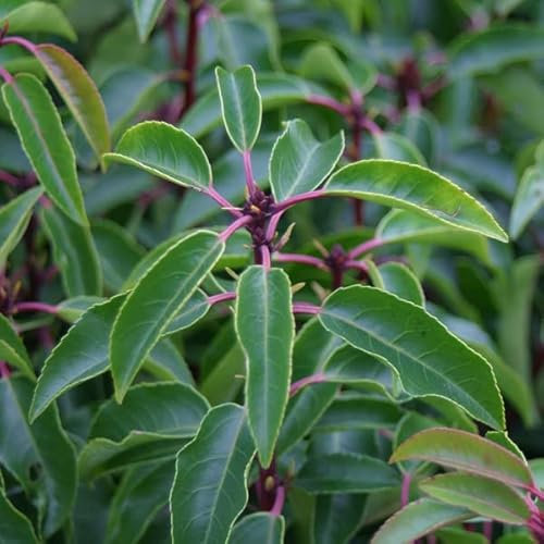 3 x Laurier du Portugal - Prunus Lusitanica 30-40 cm en conteneur - Feuillage brillant et fleurs parfumées