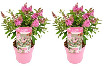 Bloomique - 2er-Set - Buddleja Butterfly Little Pink - Schmetterlingsflieder - Gartenpflanzen - Winterhart - Höhe 30-40 cm - Topf 19 cm