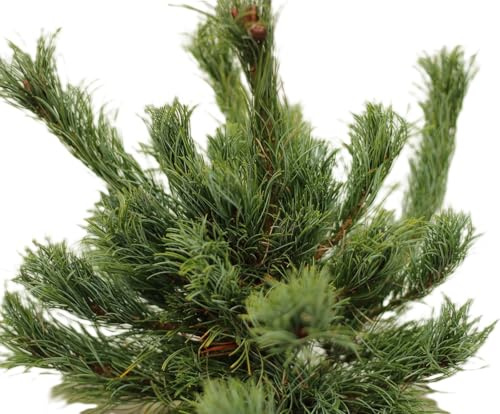 Japanische Rotkiefer Zwerg - Kiefer Pinus densiflora Low Glow 25-30 cm winterhart