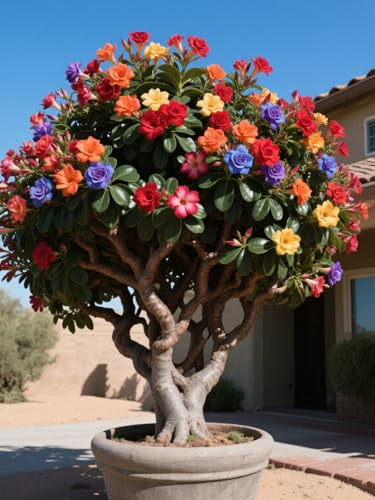 Tubérculos de rosa del desierto/Rosa del desierto perenne resistente al frío/Decoración de jardín/Apta para todas las estaciones/Resistente a la sequía-1 Rizoma-A