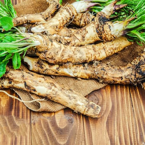 120 pz semi di rafano biologici rialzata da giardino biologici