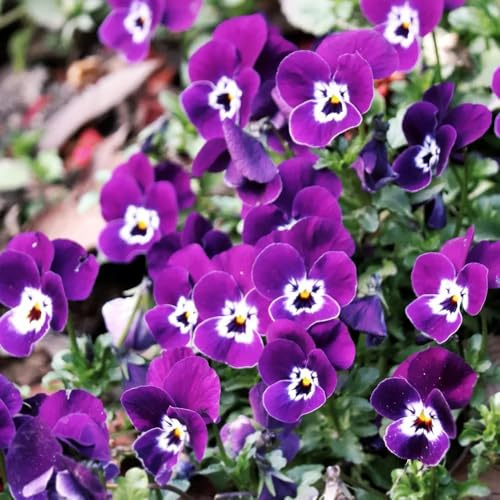 semi di viola del pensiero resistenti - decorazione soggiorno balcone 50pcs