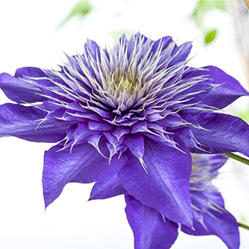 Clematis Kletterpflanze Waldrebe Multi Blue 40-60cm 2L Topf gewachsen | Kletterpflanze fuer Rankhilfe, blau-weisse Bluete, winterhart, mehrjaehrig, sonniger bis halbschattiger Standort