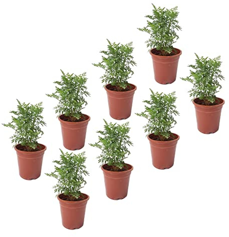 Hierbas de Ruda - Pack de 8 Plantas - Plantas Aromáticas Naturales Ruta Graveolens