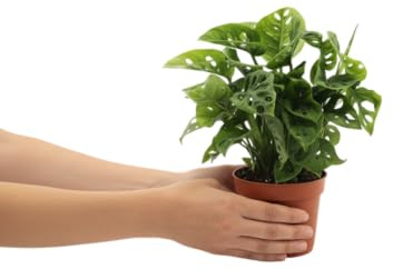 Monstera Adansonii DECOALIVE Planta Natural con Hojas Perforadas y Estilo Tropical