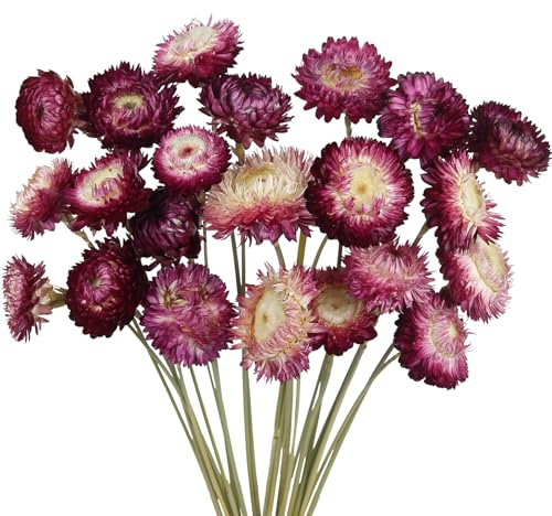 CITYES 22 Pcs Natural Dried Daisy Flowers Bouquet Dried Flower Purple Daisies Dried Sunflowers Chrysanthemum with Stem for Wedding Farmhouse Table Vase Decor Home DIY Flower Arrangement