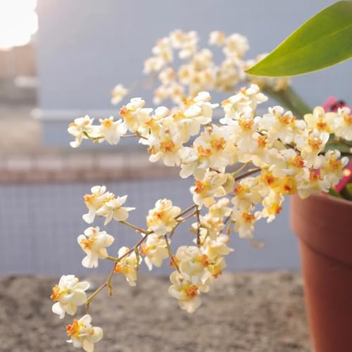 Semi di orchidea Oncidium - resistenti semi di da balcone come bomboniera da ufficio estivi resistenti per giardini rocciosi vecchie varietà esotico 250pcs