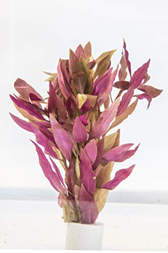 PondPlantsUK Alternanthera reineckii-submerged - Aquarium Plants