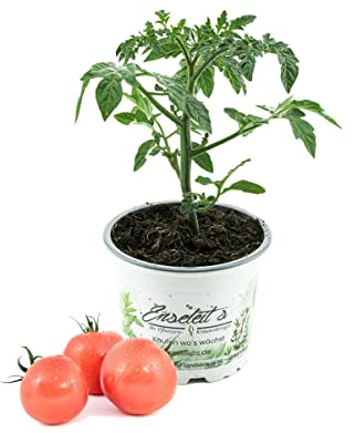 Tomate Berner Rose, Tomatenpflanze, frische Tomaten Pflanze