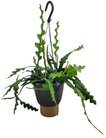 Epiphyllum Anguliger - 25-35cm - Ø14cm - Pianta d'appartamento - Sempreverde - Cactus e piante grasse