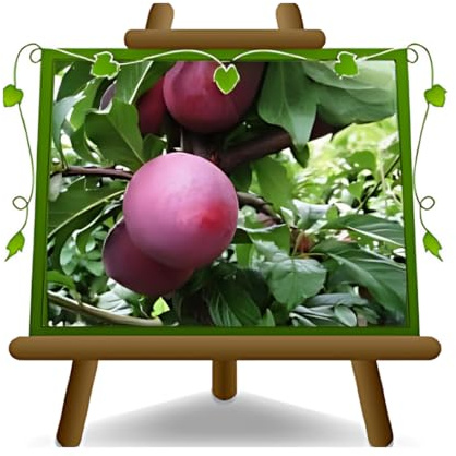 EURO PLANTS VIVAI Prunier Santa Rosa Saint Rose plante fruitière ancienne en pot 24/26 cm hauteur maximale 180 cm - Âge 4 ans