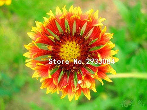 Green : 100 Pcs Blue Cornflowers Germany's National Flower Chrysanthemum Flower Seeds Mini Bonsai Flower Seeds for Home Garden Planting