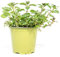 mgc24 Coccoli al cioccolato, vere piante fresche in vaso da 14 cm, mentha x piperita, altezza ca. 10 cm, 3 pezzi
