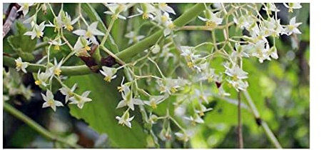Pezzi - 10x Begonia Glabra Cespuglio Giardino Piante - Seme ID330 - Seeds & Plants Shop by Ipsa