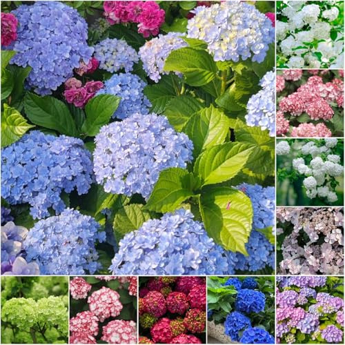 ortensia resistenti - semi semi di giardino arredamento interni balconi - Serie Rara resistente perenne giardino selvaggio 60pcs