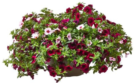 Verdecora Petunia Million Bells en maceta colgante Ø25cm | Calibrachoa | Planta natural de exterior con flor | Florecimiento rápido | Forma de campana | Colores variados