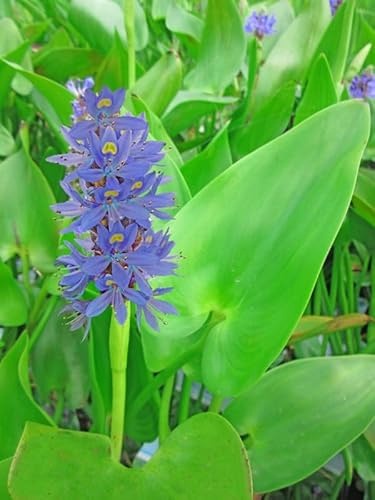 3x Hechtkraut | Herzblättriges Hechtkraut | Pontederia cordata | Wasserpflanze | Teichpflanze | winterhart | dauerblüher | blaue Blüte | für bis zu 30 cm Wasserstand
