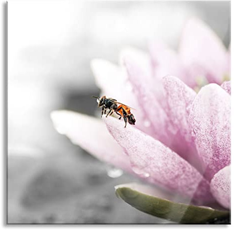 Pixxprint Quadro su vetro | Murale su vetro | dolce ape su fiore di ninfea | 50 x 50 cm | con sospensione e distanziatore