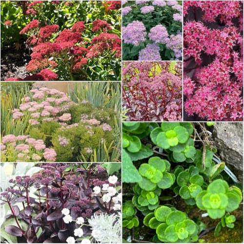 fetthenne wildblumensamen balkon herbstblumen zimmerpflanzen gartenpflanzen heilpflanzen bonsai schattenpflanzen blühende einfacher Anbau 500samen