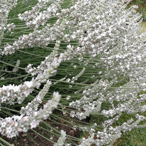 semi di lavanda biologici - perenni resistenti giardino tappezzatura del terreno 100pcs