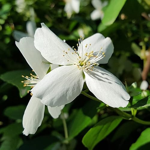 Echter Jasmin - Jasminum officinale - 50-60 cm Topf - Duftende Kletterpflanze