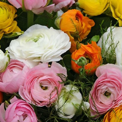 Plant in a Box - Ranunkel - Mix von 80 - Ranunkelzwiebeln - Sommerblühende Zwiebeln
