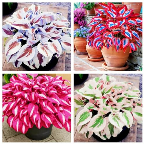 Hosta Bulbs Live, Easy Plant, Hardy Perennial, Bulbs Mix, Hosta Plants for Sale, Ornamental Flowers, Wedding Flowers,-4bulbs-h