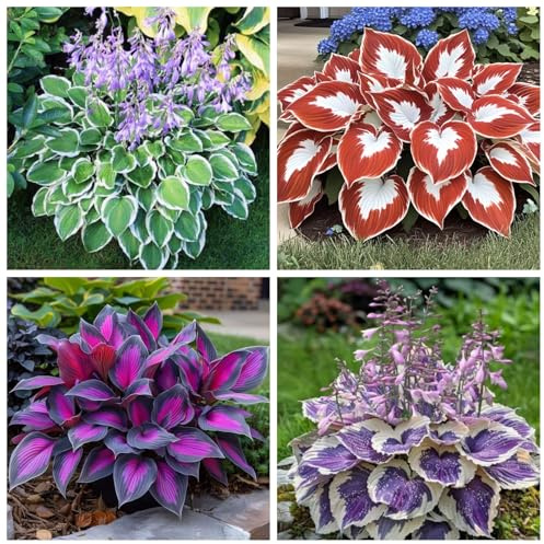 Hosta resistenti,I bulbi Hosta sono resistenti al freddo e sono disponibili in colori misti, perfetti per i principianti e adatti a giardini e cortili.-4Bulbi-C