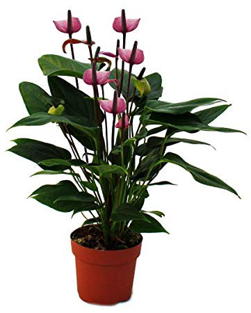 exotenherz - Fleur de flamant rose Purple Fiorino violet Anthurium andreanum 14cm