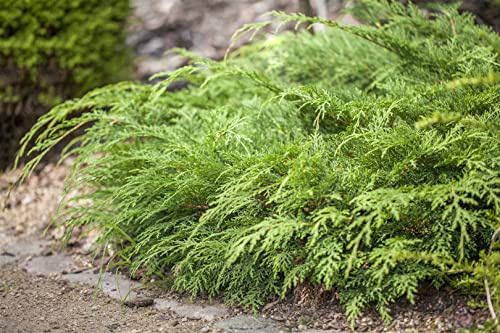 Sibirische Teppichzypresse Microbiota decussata 20-30 cm winterhart | Dichter Wuchs, sonnig bis halbschattig, ideal für Steingarten, Hangbepflanzung und Beeteinfassung, schneckenfest