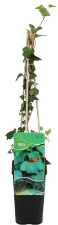 Bloomique - Hedera Helix - Kleinblättriges Efeu - Immergrün - Kletterpflanzen - Gartenpflanzen - Winterhart - Topf 15 cm - 70-80 cm hoch
