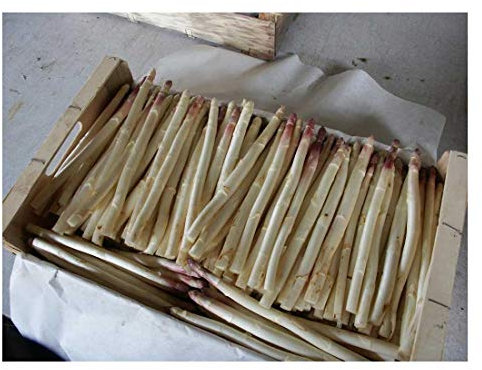 ASPARAGO ARGENTUIL 10 ZAMPE PZ DA INTERRARE ORTO VERDURA GIARDINO