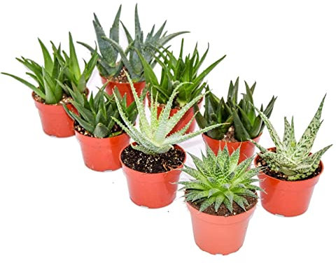 Carbeth Plants Aloe Vera 6 Plant Mix in 5.5cm Pots - Easy Care Succulent Indoor Houseplant Set for Home, Office or Windowsill - Air Purifying & Low Maintenance
