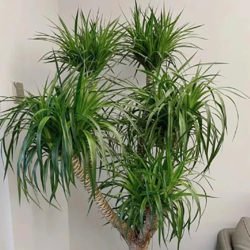 semillas de drago, resistentes Comprar árbol sangre dragón para balcón, perennes. jardín 3pcs