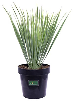 pianta di Yucca Rostrata palma Yucca Rostrata pianta in vaso di Yucca Rostrata pianta vera da esterno venduta da eGarden.store (Diametro 21 cm)