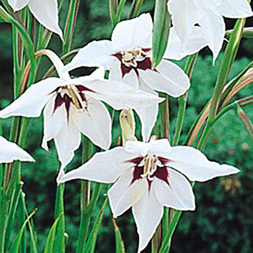 Acidanthera - Abyssinian Gladioli - Peacock Orchid - 25 Bulbs (25)