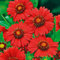 Kokardenblume 'Burgunder' (Gaillardia aristata) - 1 Pflanze