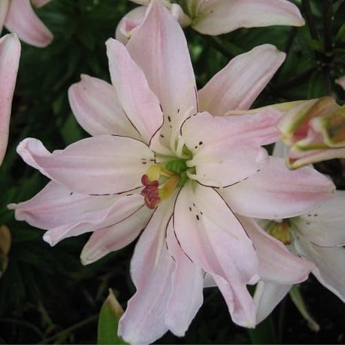 Lilium Candidum bulbi,Profumato,Perenni,Perfetto per le vacanze,Da piantare in giardino,Giglio bulbi,lilium bulbi giganti(Steli grandi,senza semi,non artificiali)-10bulbi-A