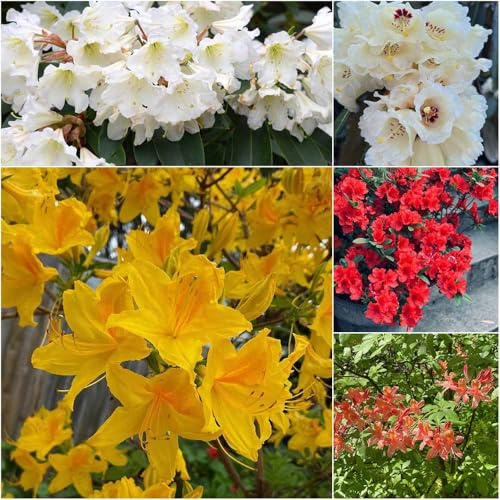 semi di rododendro da giardino semi di giardino rododendro azalea resistenti per balcone 25pcs