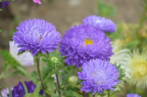 Graines Reine marguerite plume d'autruche varié - sachet d’environ 300 graines - Callistephus/chinensis/Asteraceae - Graines de style