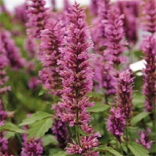 50+ Rose Mint Hyssop Agastache Flower Seeds Perennial