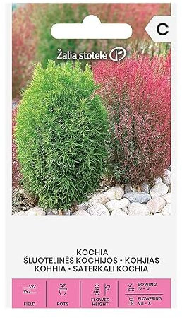 Zalia stotele | Saterkali kochia samen | Blumensamen | Eine einjährige, sehr dekorative Pflanze, die ihre Farbe saisonbedingt ändert | Pflanzensamen| Gardensamen | 1 Pack