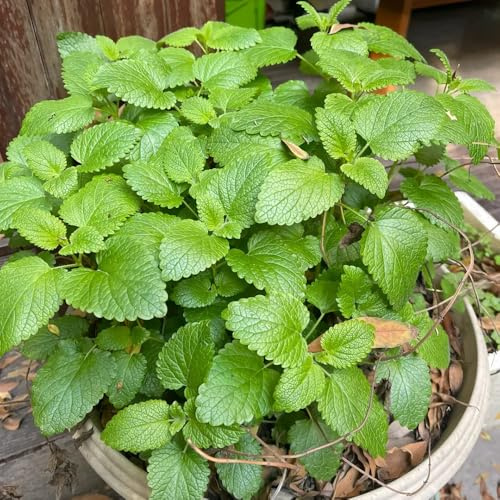 Semi di melissa, Melissa officinale, semi di da cucina vecchie varietà perenni 80pcs