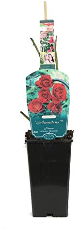 Rosier grimpant 'Amadeus' rouge - 3,5L Conteneur