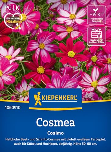 Kiepenkerl Cosmossamen Cosimo 1060910, Sommerblumensaat | Charmantes violett- weißes Farbspiel im Garten, Blumenwiese, Höhe 50-60 cm, als Schnittblume, einjährig