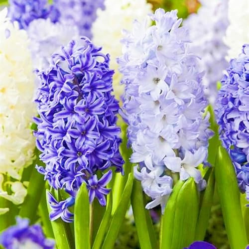 Hyacinth Bulbs Mixed Surprise Gift Hyacinth Bulbs UK Best Decoration/Ornamental Flowers/Wedding Flowers-6bulbs-h