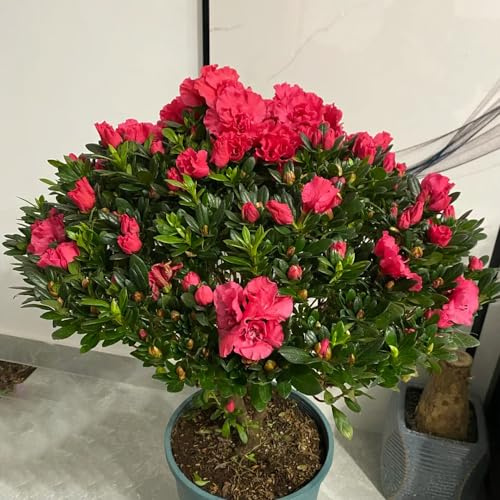 semillas de azalea, trepadoras de exterior rododendro decoración la sala estar interior exóticas jardín en la decoración oficina Decoraciones jardín 50pcs