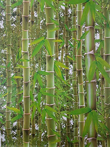 3D Effect Bamboo Forest Photo Mural Wallpaper Jungle Tropical Trees Green Y�L