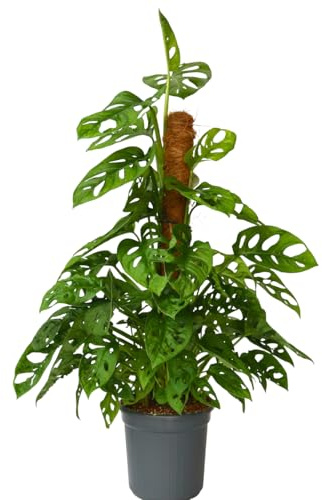 Plant in a Box - Monstera 'Monkey-leaf' Moos stick - Lochpflanze - Grüne Zimmerpflanze - Topf 16cm - Höhe 60-70cm